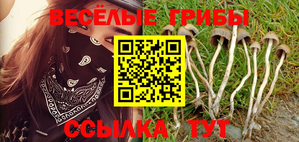 Псилоцибиновые грибы Cubensis Гуково